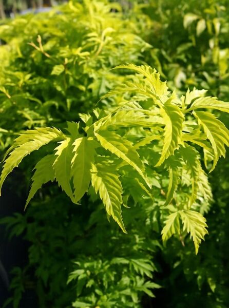 Sambucus racemosa 'Plumosa Aurea' / Farnblättriger Goldholunder 'Plumosa Aurea' 125-150 cm C20 mit fein gefiedertem, gelbem Laub