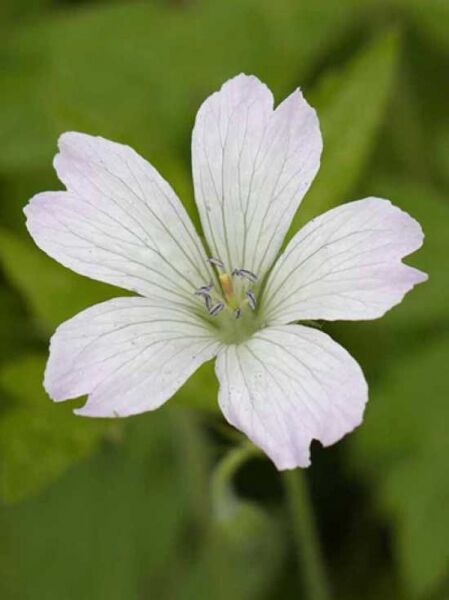 Geranium oxonianum 'Trevor's White' / Oxford-Storchschnabel 'Trevor's White'