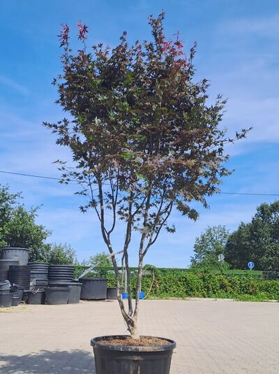 Fächer-Ahorn / Japanischer Ahorn 350-400 cm - Acer palmatum 'Bloodgood' (1577157)