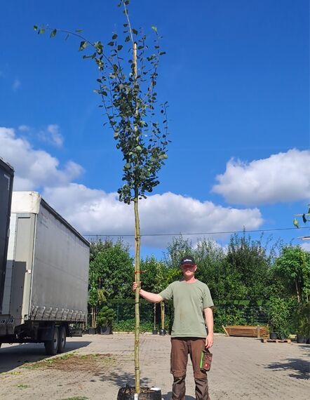 Populus tremula, Zitterpappel (Espe) Hochstamm 12-14 StU im Container, schlanker Stamm mit aufrechtem Kronentrieb und grünen Blättern