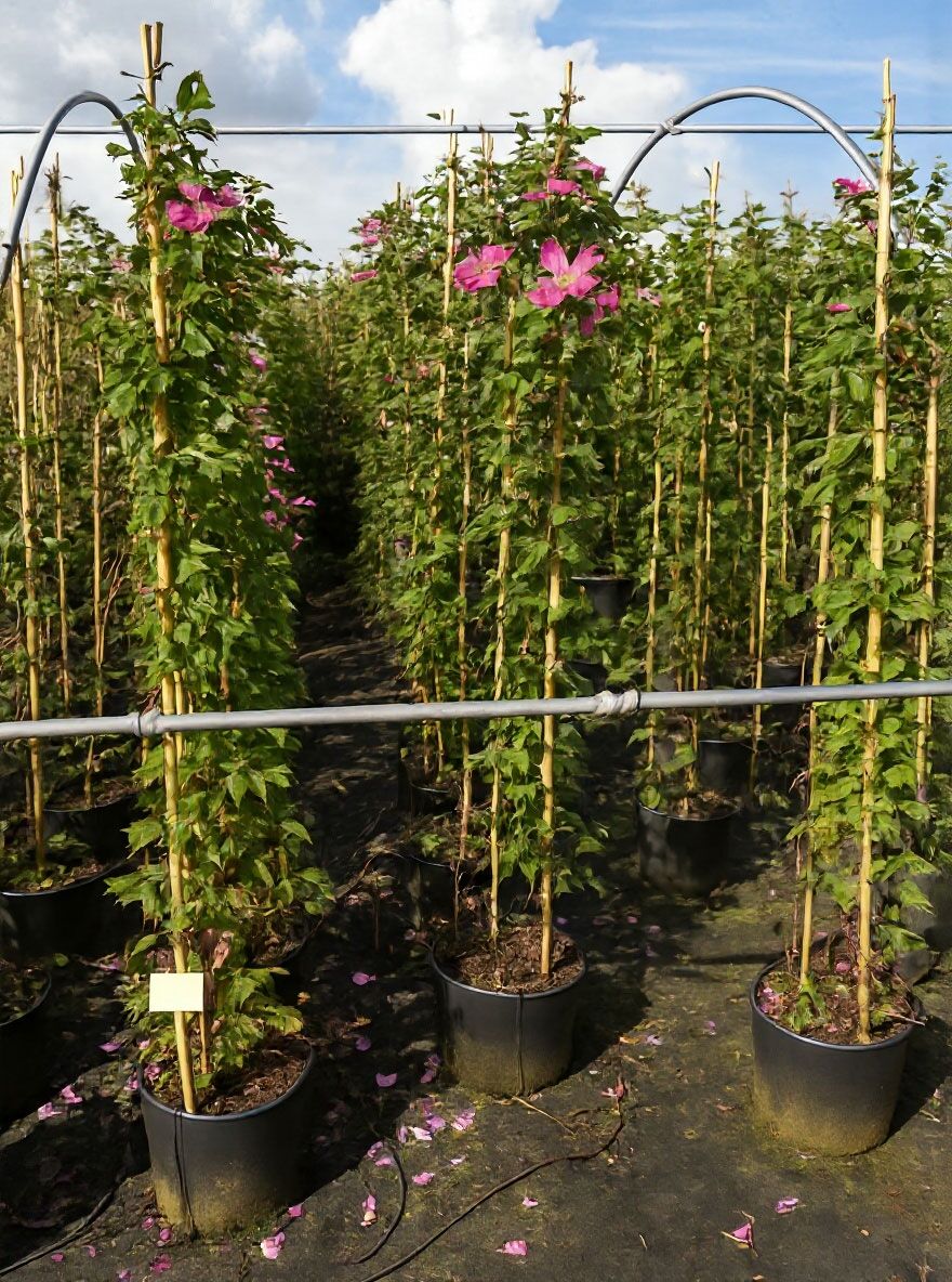 kalmak dnger Homegrow24 CalMag Pflanzen Supplement  Magnesium & Calcium Dnger fr  starkes Wachstum und Blte  HOMEGROW24