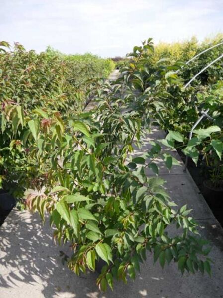 Stachyurus praecox / Japanischer Perlschweif 175-200 cm C20, mehrstämmiger Strauch im Container mit grünem Laub