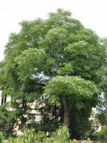 Geweihbaum / Kentucky Coffeetree / Gymnocladus dioicus