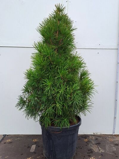 Sciadopitys verticillata (Schirm-Tanne) 80-100 cm, Solitär im Topf, dichter aufrechter Wuchs, schirmförmige Nadeln, mit Db.