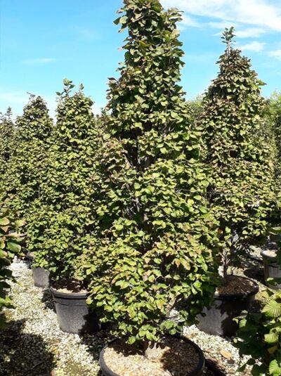 Carpinus betulus 'Fastigiata Monument' / Carpinus betulus 'Monumentalis' / Säulen-Hainbuche 'Monumentalis'
