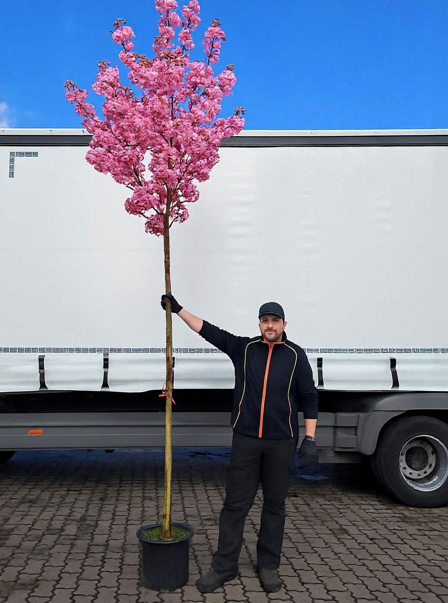 Japanische Nelken-Kirsche / Japanische Bltenkirsche - Prunus serrulata  'Kanzan'