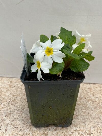 Garten-Teppich-Primel 'Schneeriesin' - Primula pruhoniciana 'Schneeriesin'