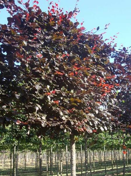 Fagus sylvatica 'Purpurea' / Blutbuche 'Hochstamm-Spalier' H:160 B:160 T:20 (Stamm 210 cm)