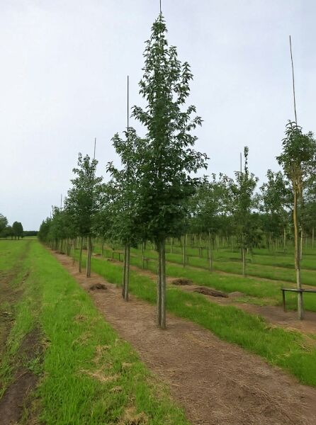 Nyssa sylvatica (Nymphenbaum) Wald-Tupelobaum Hochstamm 18-20 StU, Baum mit geradem Stamm und grüner Krone, mit Stützpfahl