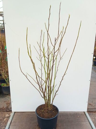 Tulpen-Magnolie 'Heaven Scent' / Magnolia soulangiana 'Heaven Scent'