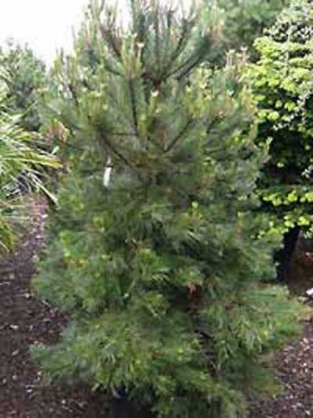 Pinus nigra ssp. nigra / Österreichische Schwarz-Kiefer