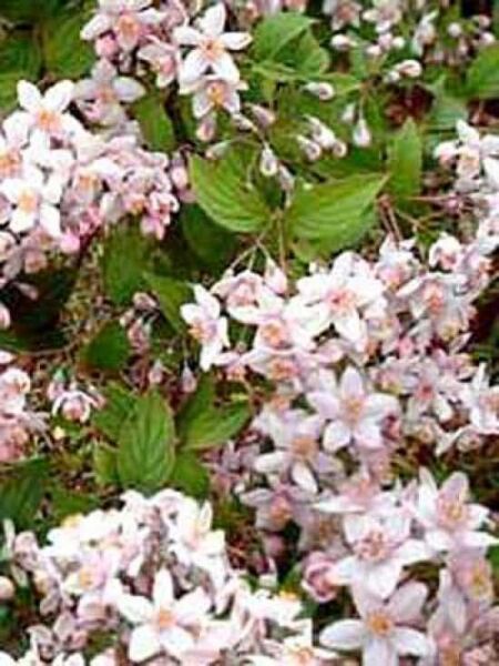 Deutzia hybrida 'Mont Rose' / Deutzie 'Mont Rose'