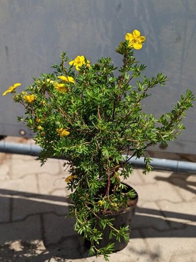 Fünffingerstrauch 'Goldfinger' / Fünffingerstrauch 'Goldfinger'