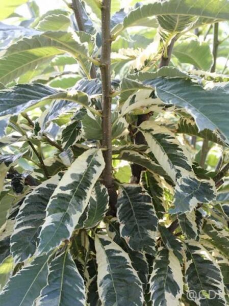 Castanea sativa 'Variegata' / Gelbbunte Edelkastanie / Gelbbunte Esskastanie