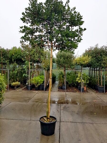 Stechpalme (Ilex mutchagara) 'Nellie R. Stevens' als Hochstamm-Spalier im Container, dichter grüner Kronenaufbau.