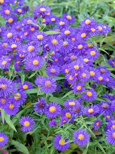 Beet-Glattblatt-Aster 'Nachtlicht' / Aster novi-belgii 'Nachtlicht'