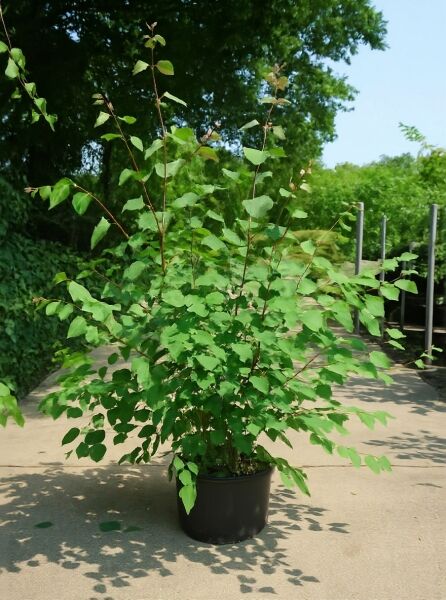 Cercidiphyllum japonicum (Judasblatt/Kuchenbaum) im Topf C15, 100–125 cm, mehrtriebiger Strauch mit grünen Blättern.