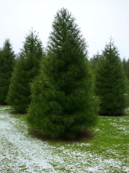 Sciadopitys verticillata (Schirm-Tanne) Solitär, 175-200 cm, mit Drahtballen, immergrüner Nadelbaum mit kegelförmigem Wuchs