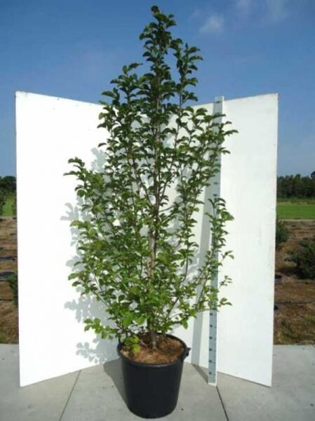 Magnolia kobus (Kobus-Magnolie) im Container, Solitärpflanze 200-250 cm, C70