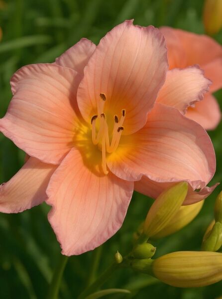 Taglilie 'Satin Rose' / Taglilie 'Satin Rose'