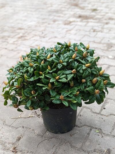 Zwergrhododendron 'Scarlet Wonder' / Rhododendron repens 'Scarlet Wonder'