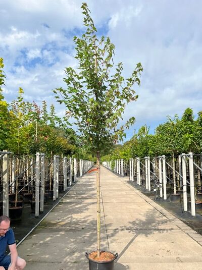 Acer rubrum 'Brandywine' / Rot-Ahorn 'Brandywine' Hochstamm 10-12 StU im Container, aufrecht wachsend mit grünem Laub.