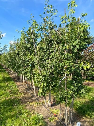 Ginkgobaum / Fächerblattbaum 'mehrstämmig' / Ginkgo biloba