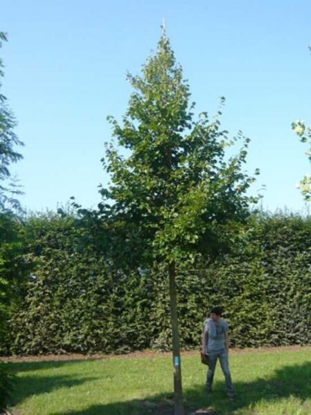 Tilia europaea 'Euchlora' / Krim-Linde