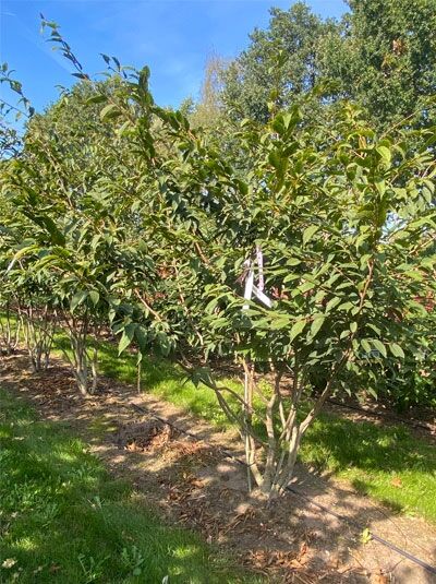 Japanische Hainbuche / Carpinus japonica