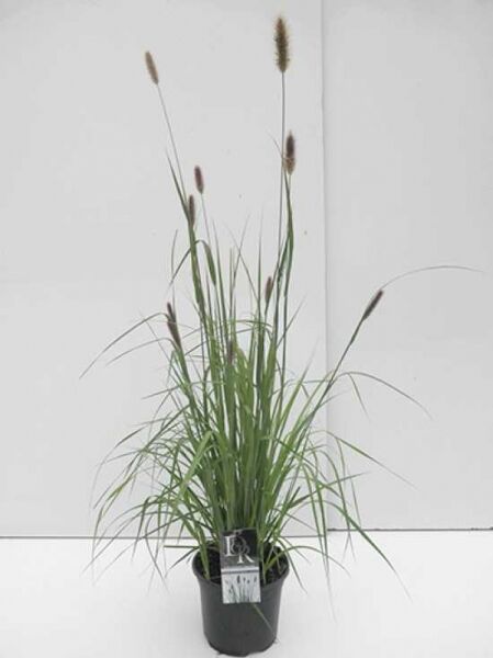 Lampenputzergras 'Red Bunny Tails' / Lampenputzergras 'Red Bunny Tails'