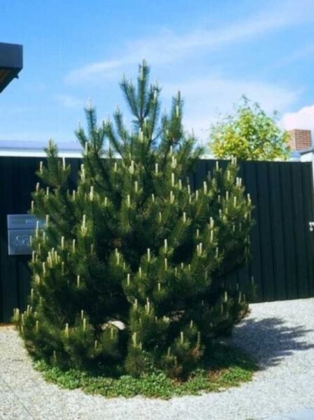 Pinus mugo / Berg-Kiefer