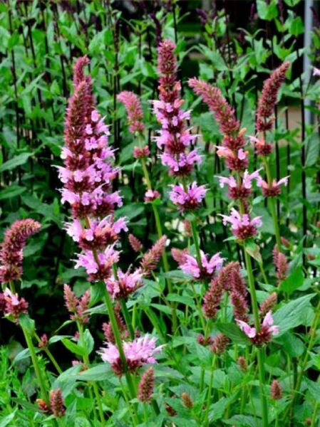 Hyssopus officinalis 'Roseus' / Rosablühender Garten-Ysop