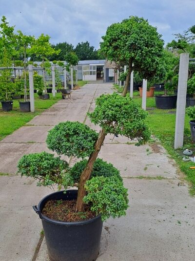 Garten-Bonsai  / Garten-Bonsai 