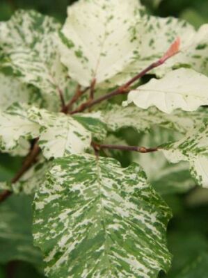 hedera algeriensis hibberd Hedera algeriensis “Algerian Ivy” 6