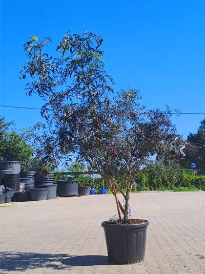 Rotblättriger Schlitz-Holunder 'Black Lace ®' 200-250 cm Schirmform / Sambucus nigra 'Black Lace ®' (1577140)