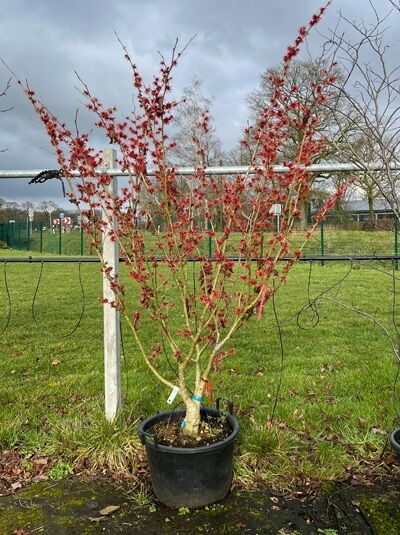 Zaubernuss 'Rote Blüte' / Zaubernuss 'Rote Blüte'