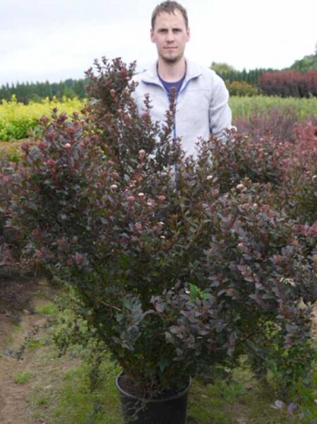 Physocarpus opulifolius 'Little Devil®' / Blasenspiere 'Little Devil' 125-150 cm C20, Strauch im Container mit dunkelrotem Laub