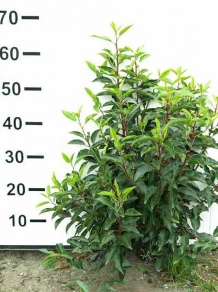 Portugiesischer Kirschlorbeer / Portugiesischer Kirschlorbeer