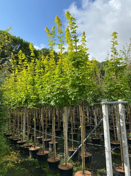 Acer platanoides 'Princeton Gold' (Gold-Ahorn), Hochstamm 12-14 StU im Container, Baum mit gelbgrünem Laub in Baumschule.