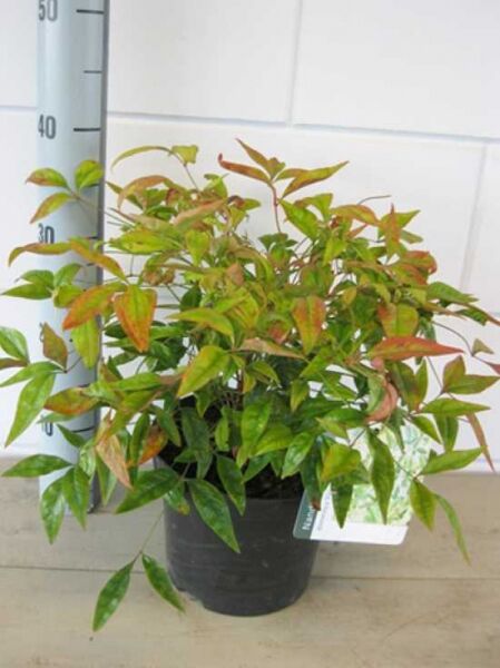 Nandina domestica 'Firepower' / Himmelsbambus 'Firepower', 20–30 cm C3, kompakter Strauch im Topf mit grün-rotem Laub