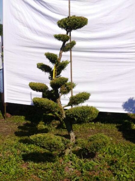 Juniperus media 'Hetzii' H: 180 cm B: 110 cm / Garten-Bonsai (301570)