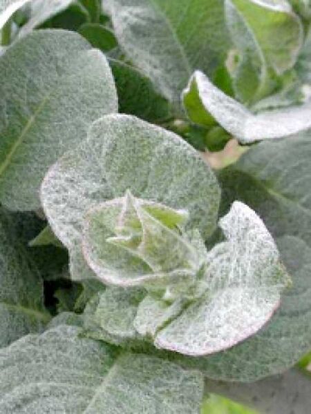 Wollweide / Salix lanata