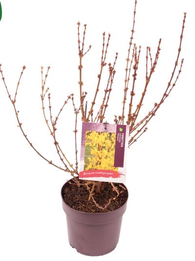 Forsythie'Minigold' / Goldglöckchen 'Minigold' / Forsythia intermedia 'Minigold'