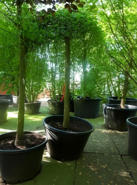 Morus alba 'Pendula' / Hängender weißer Maulbeerbaum 'Pendula', Hochstamm 30-35 StU im Container mit hängender Krone.