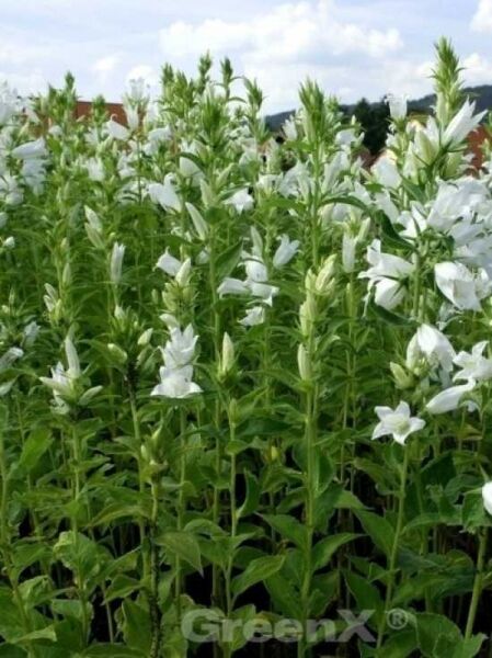 Wald-Glockenblume 'Alba' / Campanula latifolia var. macrantha 'Alba'