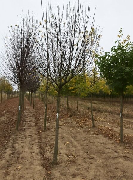Prunus padus 'Tiefurt' – Trauben-Kirsche 'Tiefurt' Hochstamm, Baum mit verzweigter Krone im Baumschulquartier.