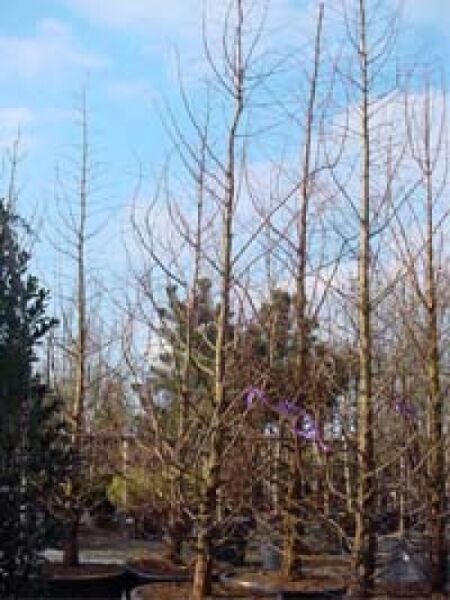 Urweltmammutbaum / Wasserlärche / Wassertanne  / Urweltmammutbaum / Wasserlärche / Wassertanne 