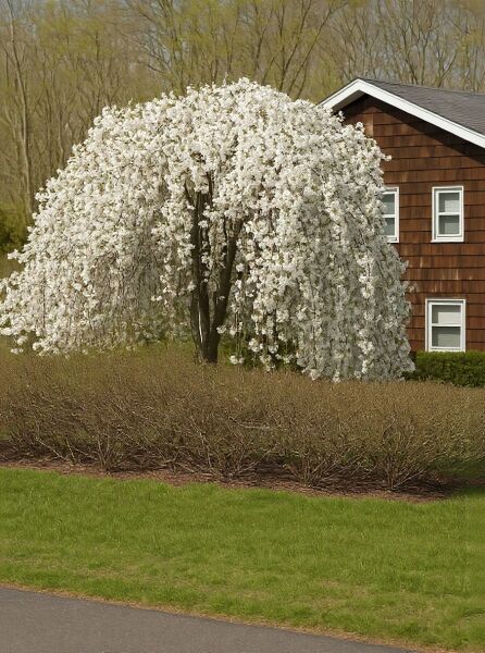 Hänge-Kirsche 'Snow Fountains' / Hänge-Kirsche 'Snow Fountains'