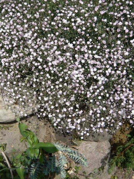 Kriechendes Garten-Schleierkraut 'Rosenschleier' / Gypsophila 'Rosenschleier'