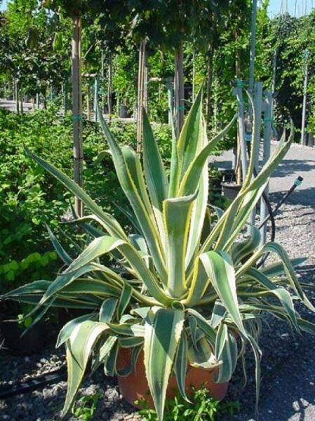 Amerikanische Agave 'Variegata' / Amerikanische Agave 'Variegata'